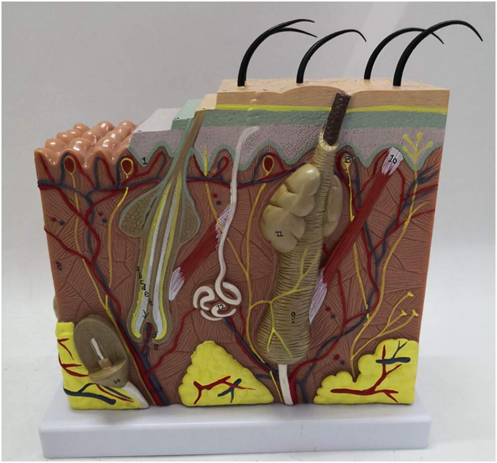 Sjdopulse A 50 Times Magnified Model Of Human Skin Natomy - Human Organ Natomy Model Skin Model - Pvc Material Human Skin Natomy Hair Follicle Skin Structure - For Study Teaching (A)
