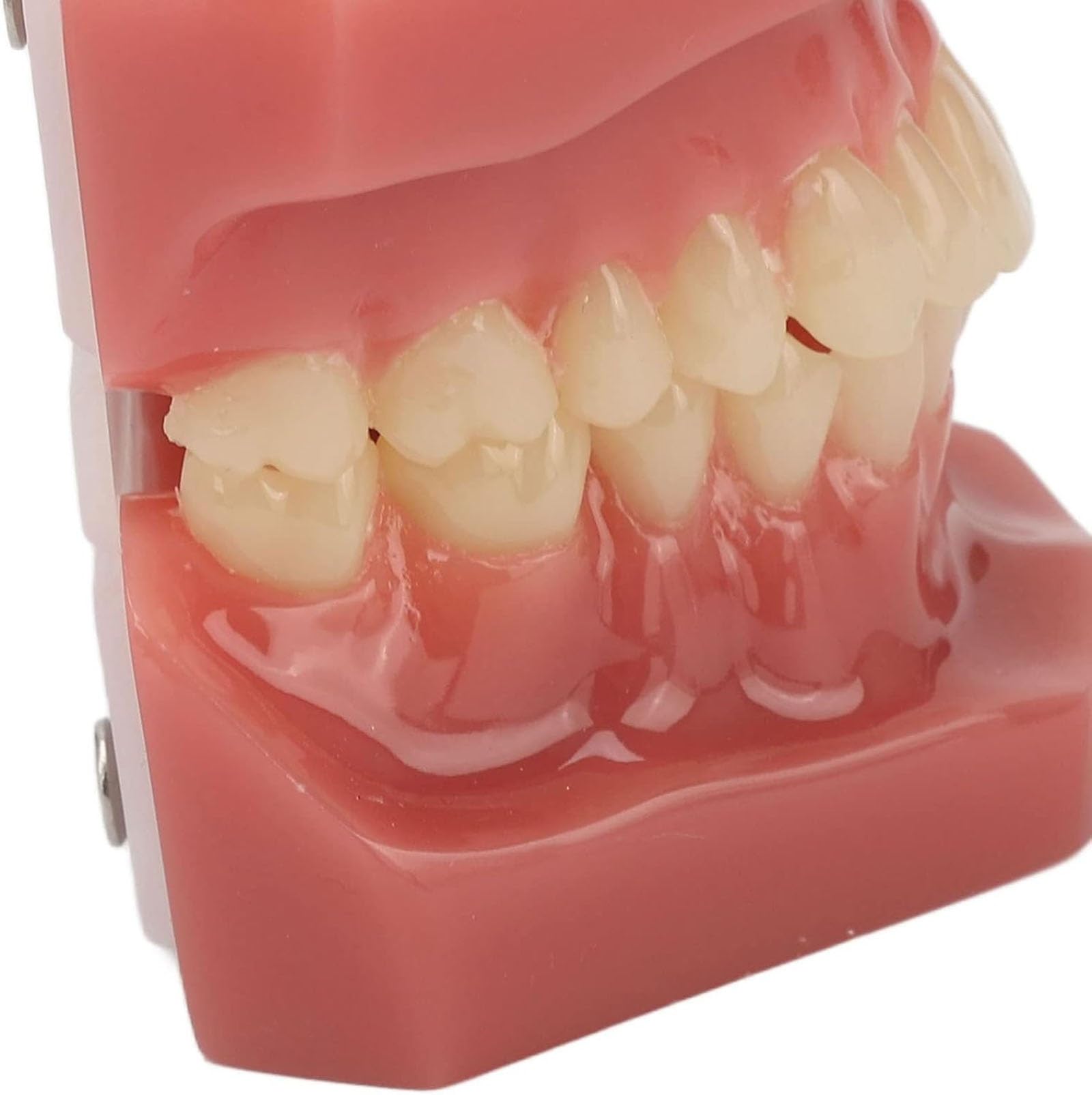 Dental Zähne Modell 28 Zähne, wiederverwendbare Erwachsene kieferorthopädische Dental Demonstration Model Resin Training, für Zahnmedizinstudenten Studie, Lehrer Lehrmittel