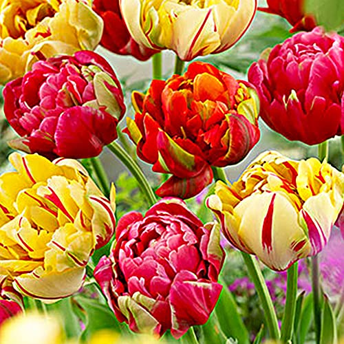 12 x Tulips Double Mixed Bulbs - Phenomenal Colour Combinations - Cheerful and Blissful Flowers- Enjoy Spring to its Fullest- Also Known as Peony Tulips- for Your Beautiful Garden