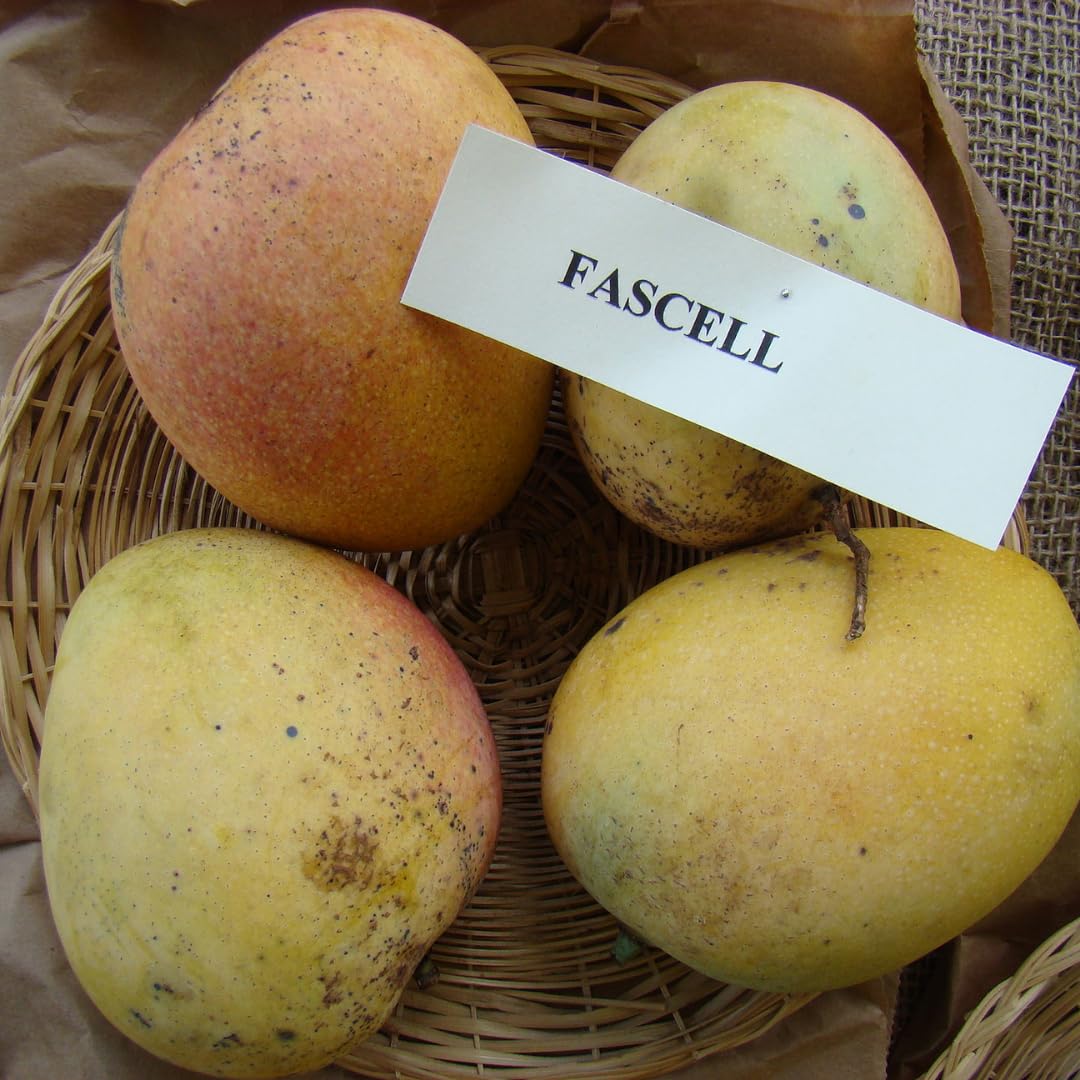 M-Tech Gardens Mango Fruit Plant (Fascell, Grafted Hybrid) Exotic 1 Live Fruit Plant