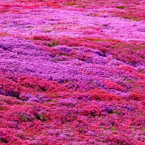 22000+ Creeping Thyme Seeds for Planting Perennial Thyme Non-GMO Thymus Serpyllum Seed Heirloom Flowers Ground Cover Plants - Thumbnail 2