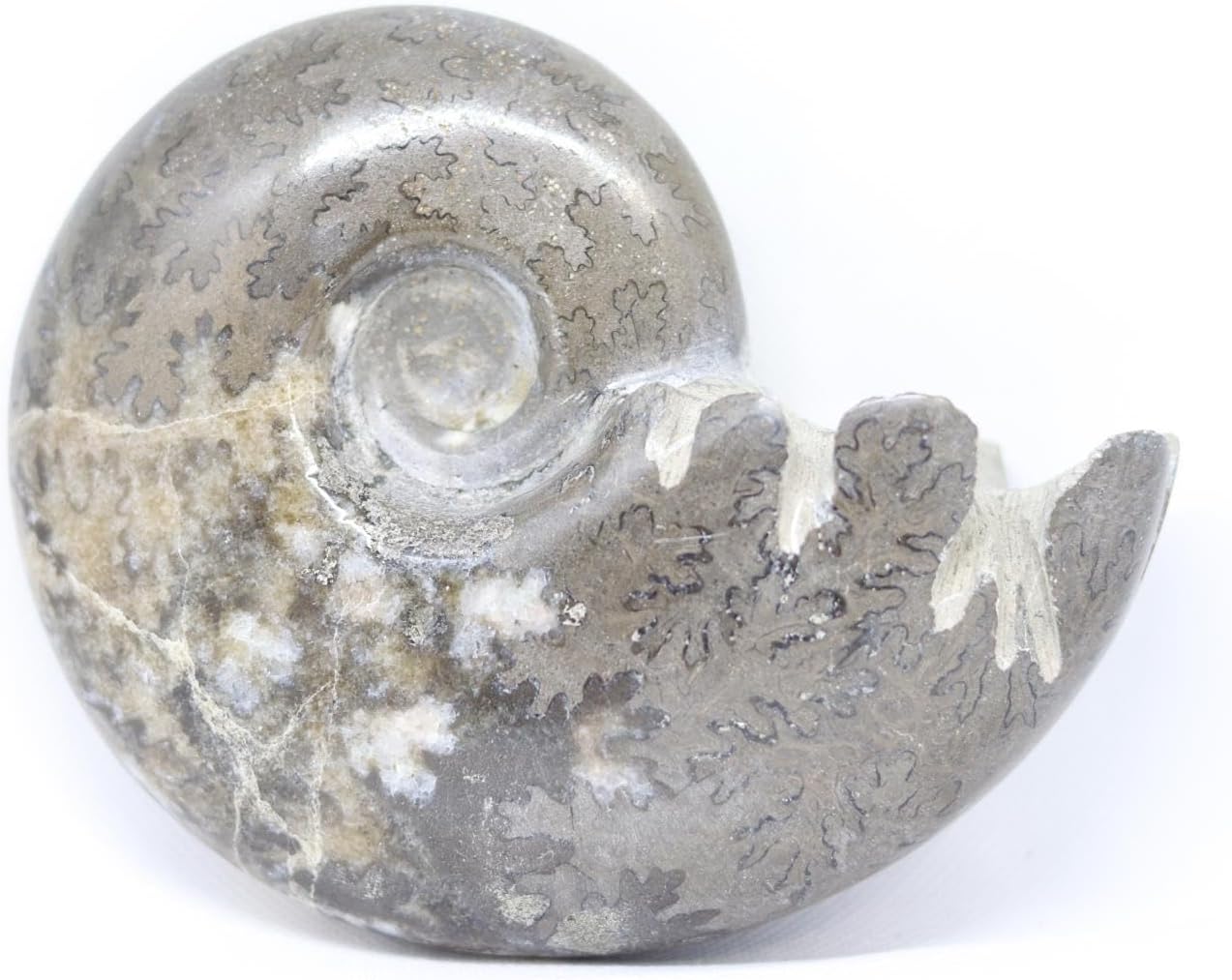 Lot of 2 Ammonite Fossils from Morocco & Madagascar #12374