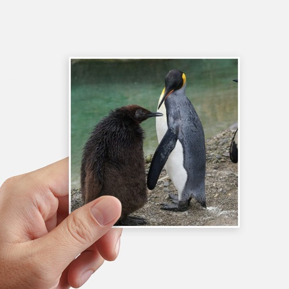 Sticker penguin antarctique 10cm pour personnaliser une motobike ou un espace de travail urbain
