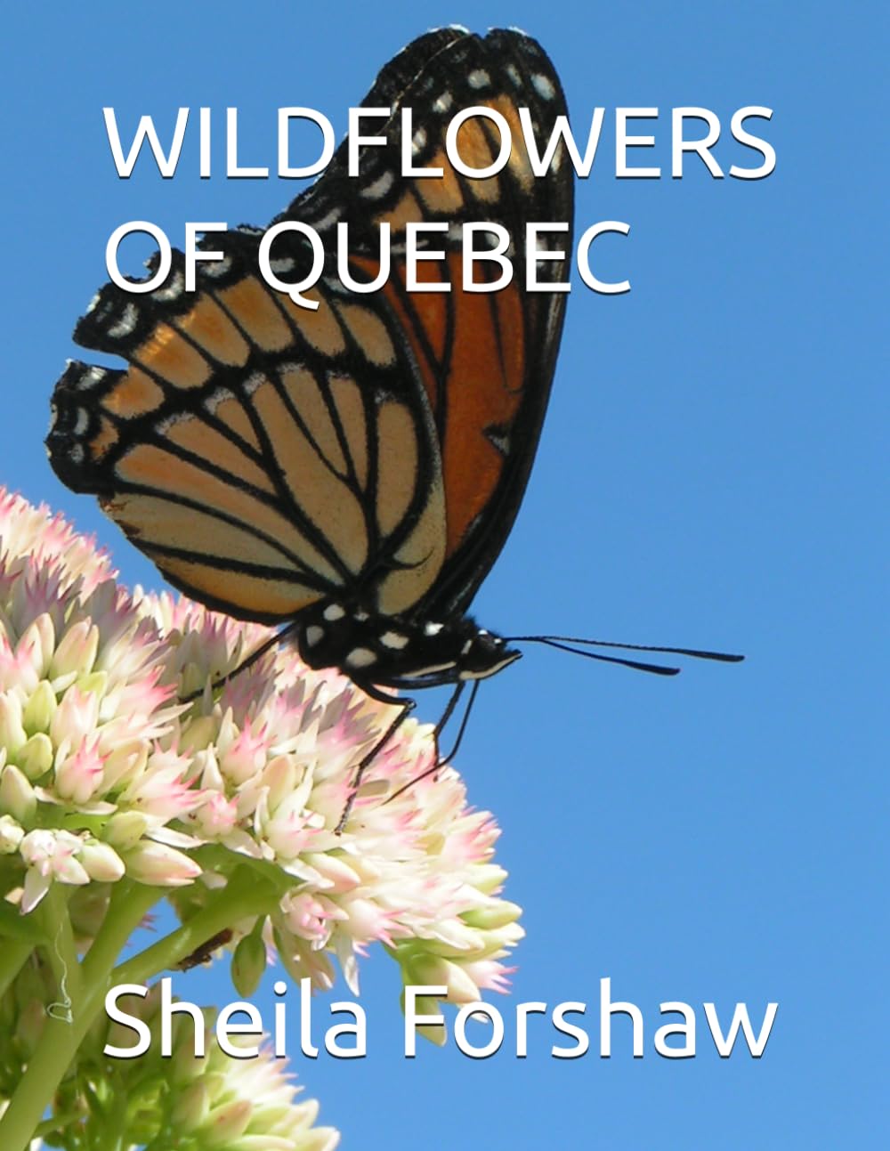 WILDFLOWERS OF QUEBEC