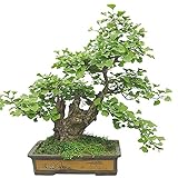 bonsai ginkgo biloba tree Características: planta en maceta, fácil de plantar, decoración de jardín.