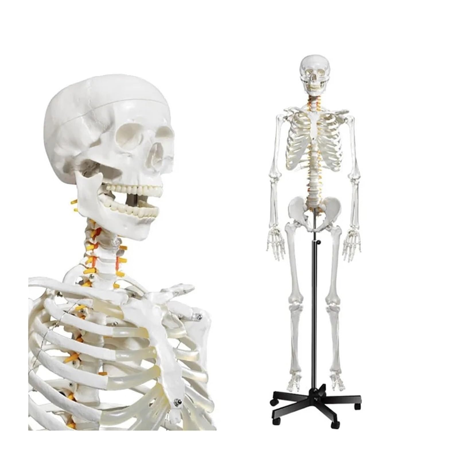 GTHTUHFD Human Skeleton 170Cm Anatomy Model Life Size Pvc Material White Bone Include Nerve Roots Skeletal System Medical Science