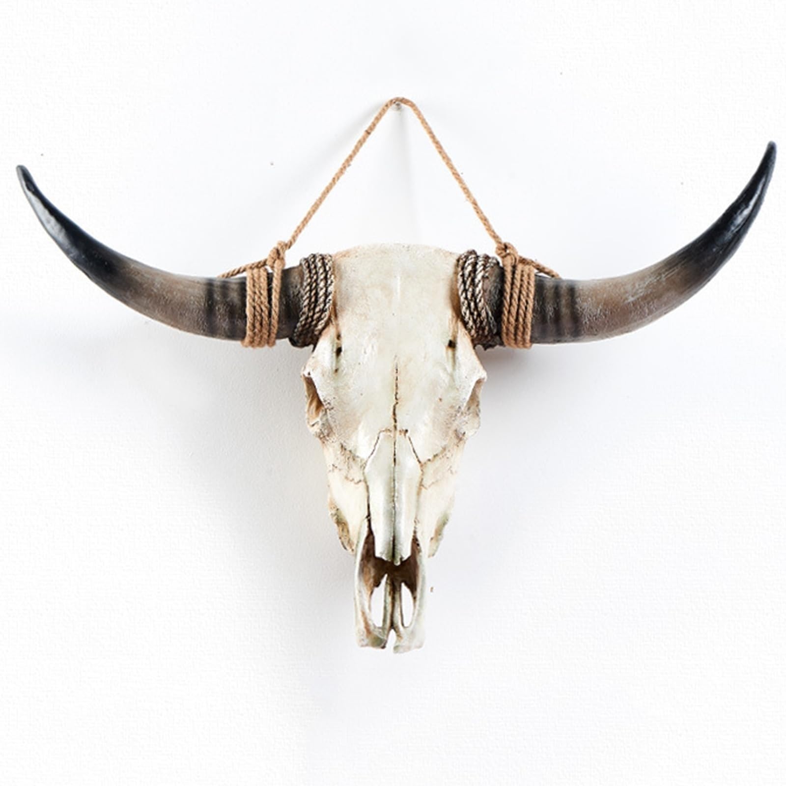 カウスカル 頭骨 剥製