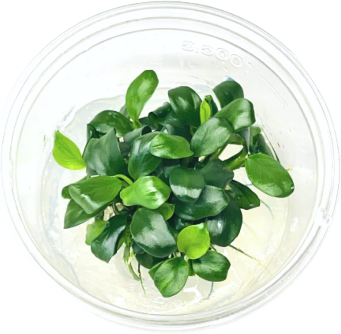 Anubias Nana Petite Tissue Culture Live Aquarium Plant Tropical Freshwater Decorations BUY2GET1FREE