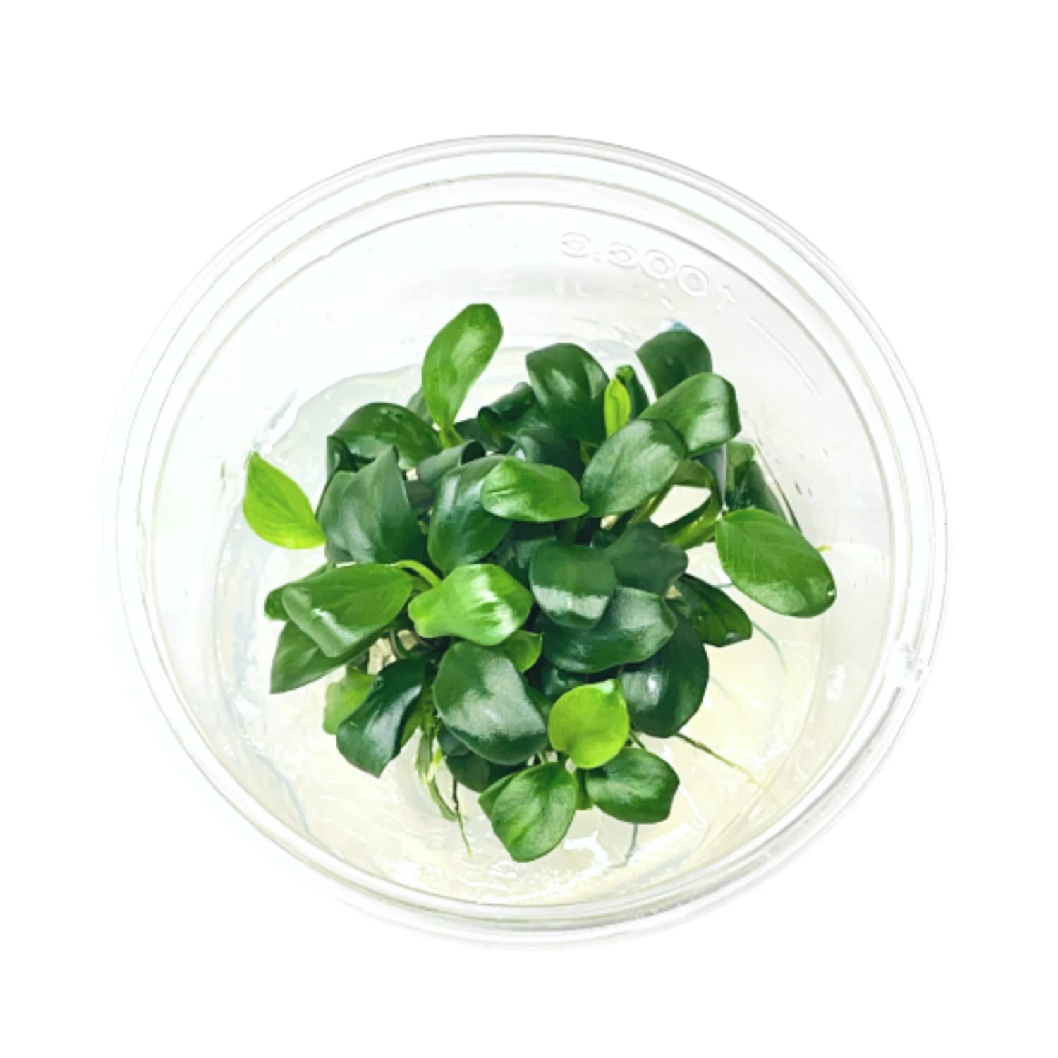 Anubias Nana Petite Tissue Culture Live Aquarium Plant Tropical Freshwater Decorations BUY2GET1FREE