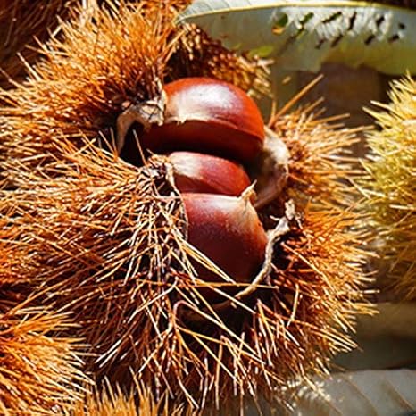 Amazon 栗 苗木 銀寄 ぎんよせ 2年生 接ぎ木苗 スリット鉢植え Or ルーツポーチ植え 植木 Amazon 栗 苗木 銀寄 ぎんよせ 2年生 接ぎ木苗 スリット鉢植え Or ルーツポーチ植え 植木