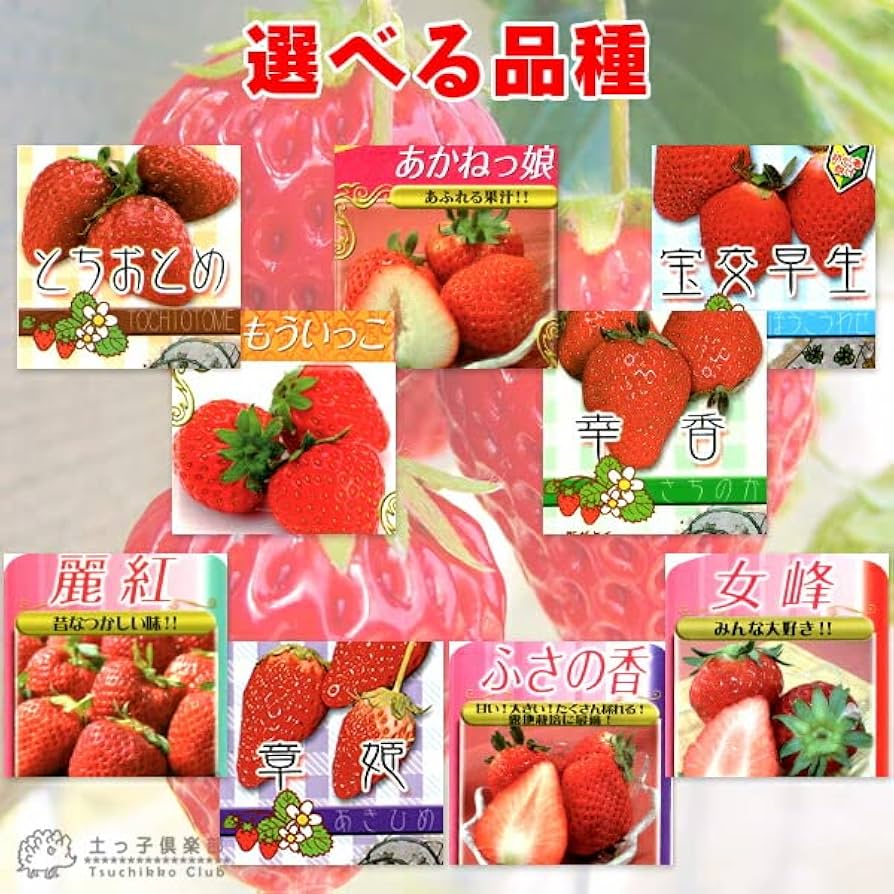 100本 イチゴ 苗 とちおとめ 苺 Amazon.co.jp: イチゴ いちご苗 9cmポット苗 【2個セット