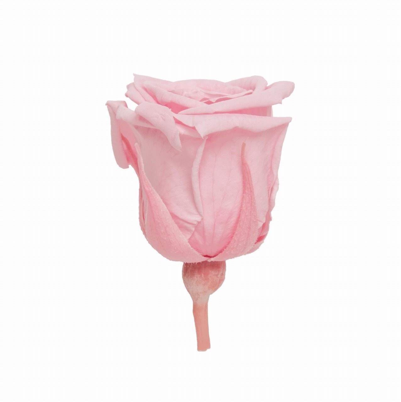 Amazon.co.jp: FLorever プリザーブドフラワー フレッシュルック