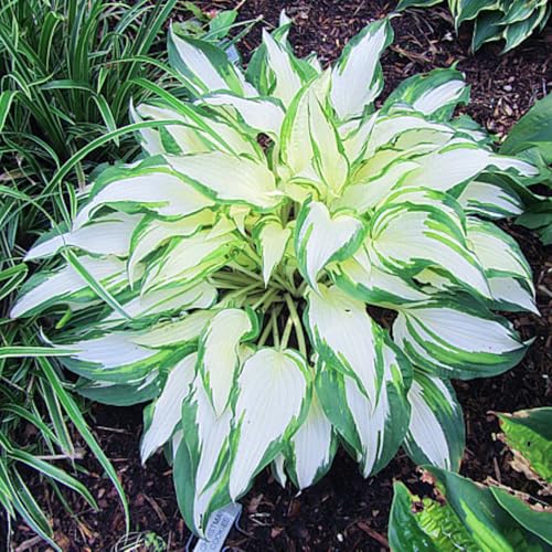 Hosta Tubérculos Hardy - Hosta Rizoma Adaptable a Climas Variados - Ideal para plantar-6Tubérculos-H