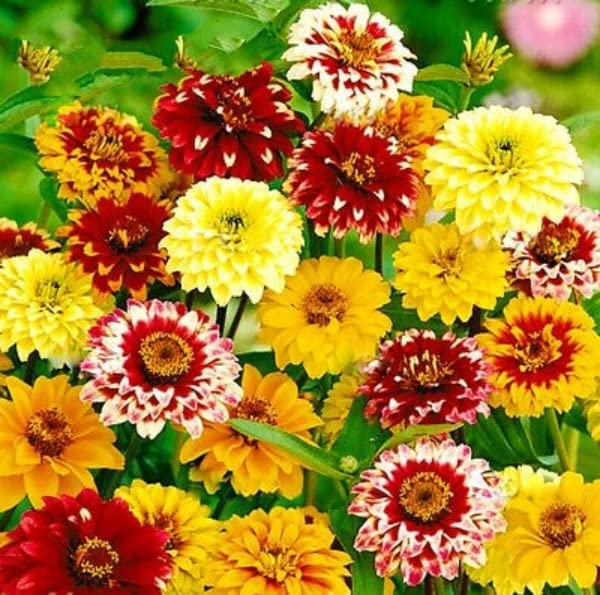 TRTO 350 Seeds Zinnia Persian Carpet Mixed Zinnia haageana - Double Flowered for Planting Garden Yard Patio