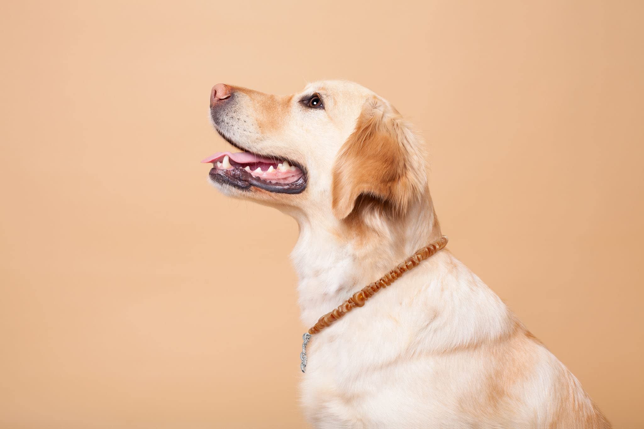 Bernsteinkette für Hunde und Katzen/Bernsteinhalsband für Hund und Katze/Bernstein Gegen Zecken/aus Roh Baltischer Bernstein (45-50)