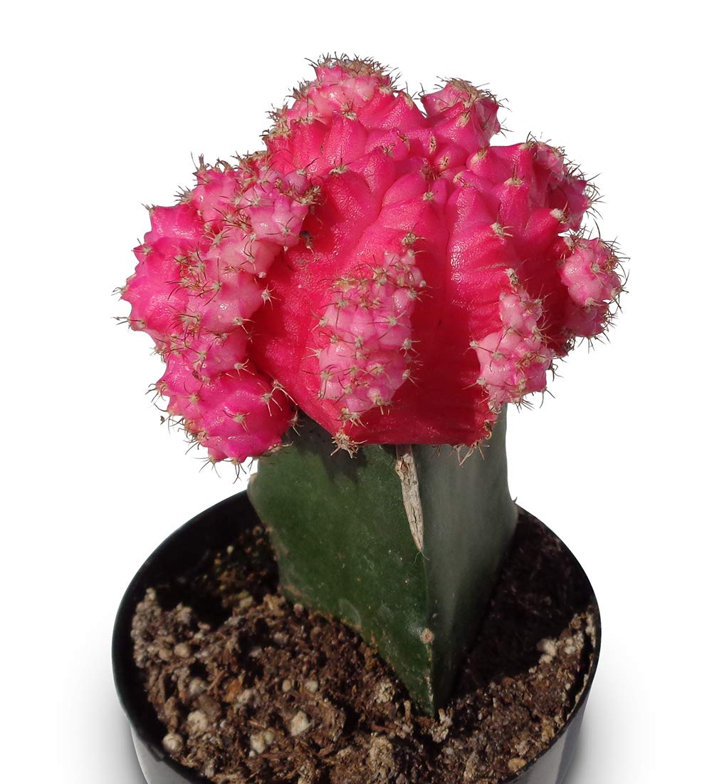 Grafted Moon Cactus Gymnocalycium Mihanovichii Pink