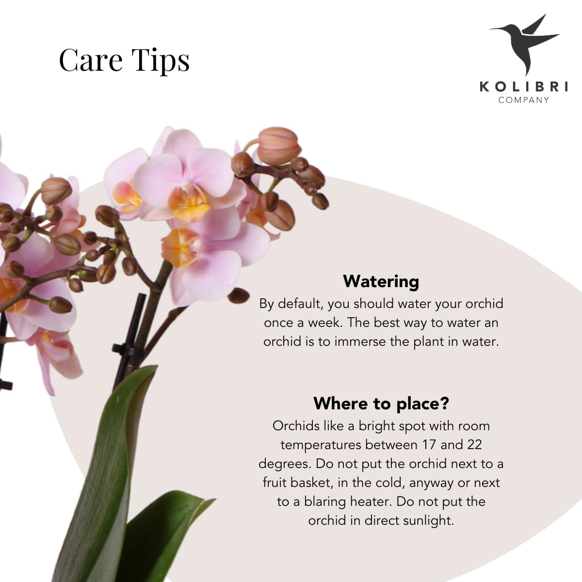 Rose Orchidee (Phalaenopsis)