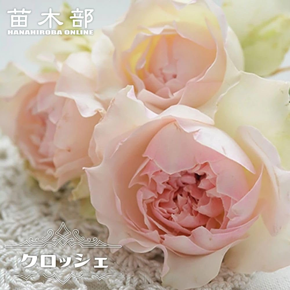 Amazon.co.jp: 四季咲きバラ苗 【クロッシェ】 2年生大苗 6号ポット