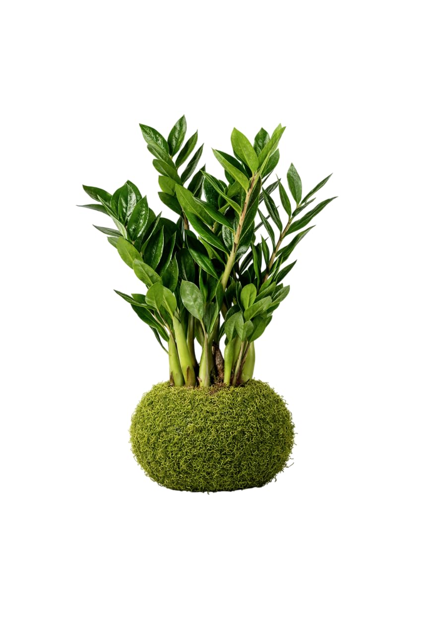 Planta Viva de Interior en Kokedama Zamioculca – Decoración Natural | DECOALIVE