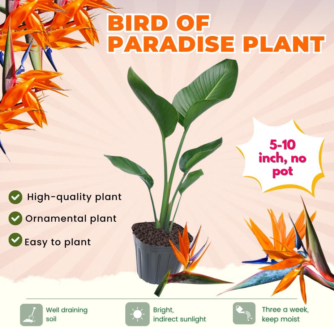 Bird of Paradise Live Plant to Grow, 5 to 9 Inches Tall, Strelitzia Reginae Bird of Paradise, Tropical Outdoor Plant (Orange Bird of Paradise)
