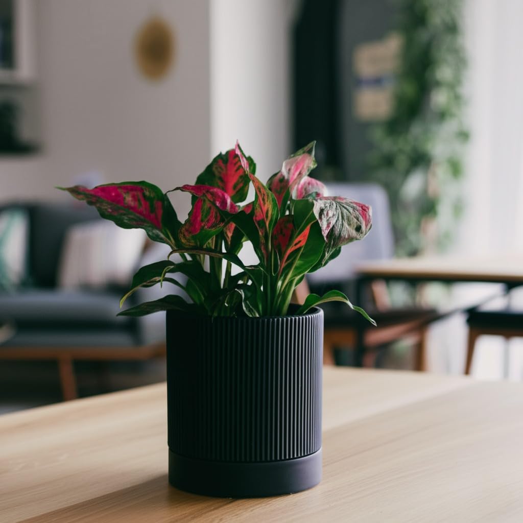 HERDUK 6 Inch Ceramic Plant Pot with Drainage & Saucer - Indoor Planter for Succulents, Cacti & Aloe Vera - Striped Design, High-Temp Fired Clay, Lightweight Modern Decor