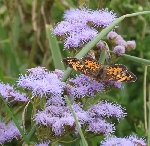Blue Mistflower 3 Live Plants (Conoclinium coelestinum) – Native Perennial