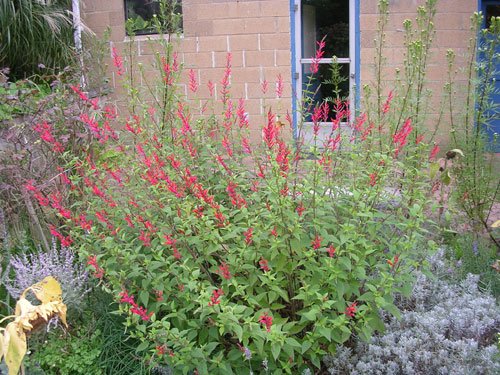 Clovers Garden Pineapple Sage Herb Plants- Two (2) Live Plants - Non-GMO - Not Seeds -Each 4"-8" Tall- in 4 Inch Pots, Pollinator Favorite, Gorgeous Red Blossoms - Thumbnail 2