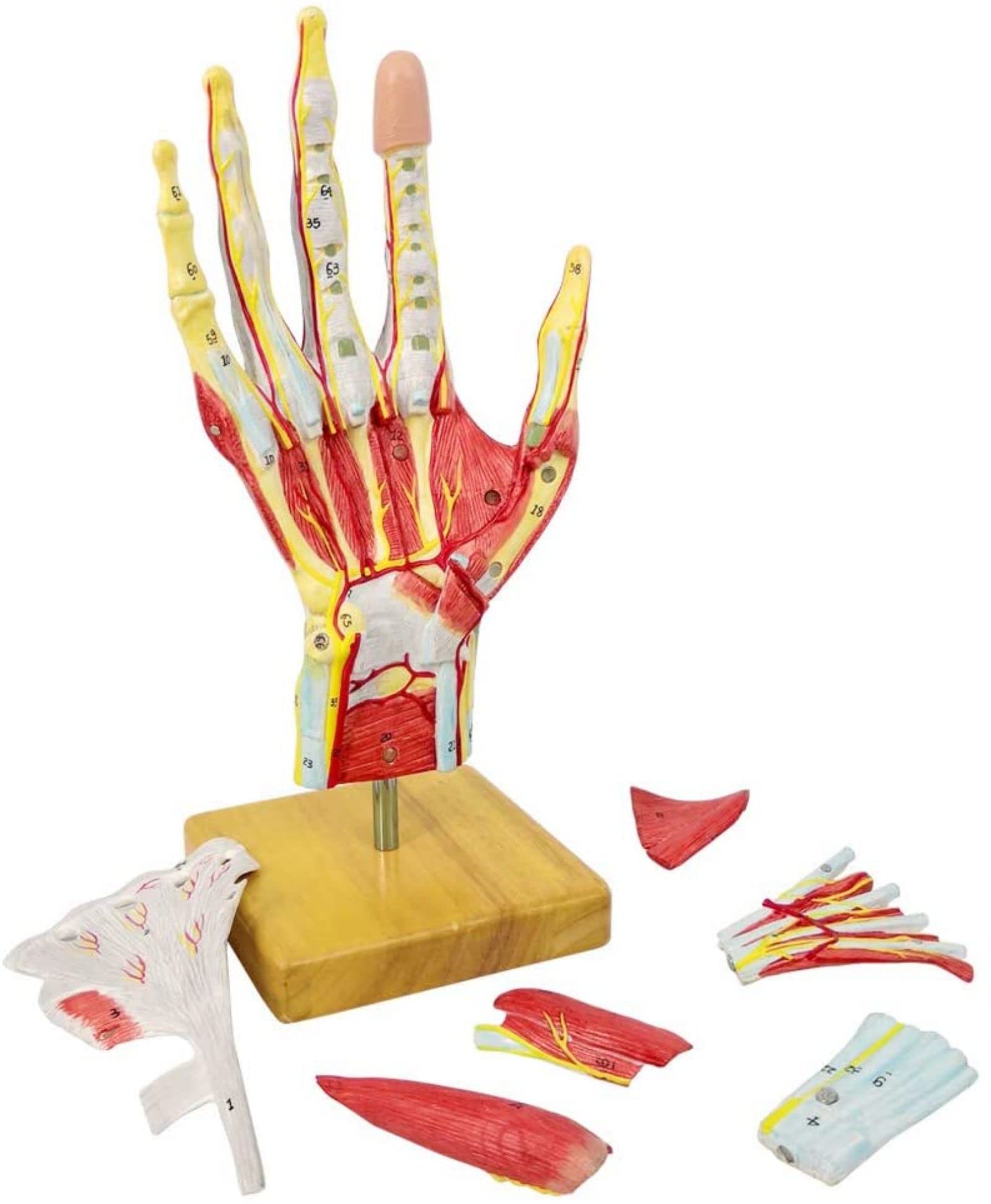 2022 Neues Medizinisches Anatomisches Handskelettmodell Mit Muskeln Bändern Nerven Und Blutgefäßen, 7 Teile, Lebensgroß, Magnetische Einfache Montage (Handmodell)