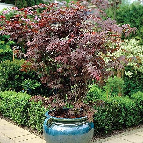 Japanese Maple, Acer Palmatum Atropurpureum Cover