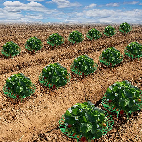 Iceyyyy 10Pack Strawberry Supports - Strawberry Plant Support Stand Strawberry Growing Racks Protector Strawberry Growing Frame Holder Cage (10, B) #TOP5