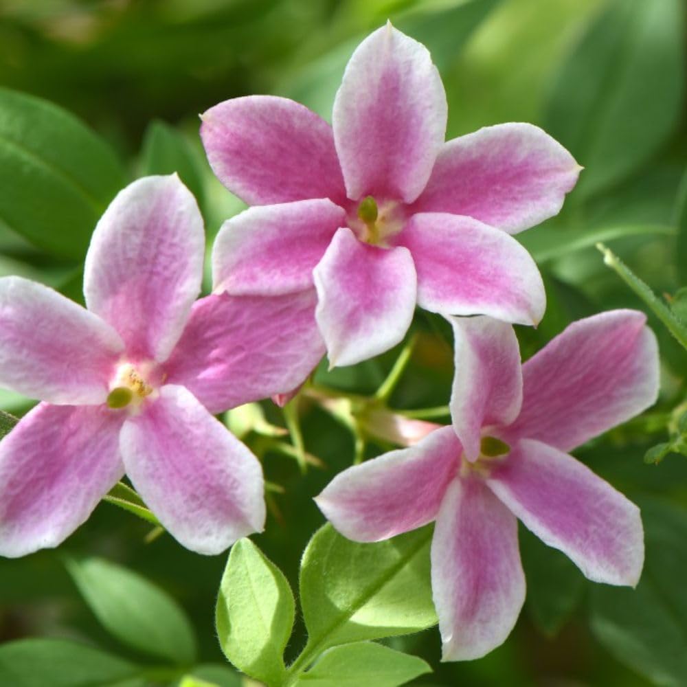 Jasminum x stephanense 'Starry Starry Summer Scent' - Fragrant Bicolour Blooms - Hardy Climbing Jasmine for Pergolas and Obelisks – 1x 7 Litre Potted Plant + Trellis by Thompson & Morgan