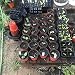 LATERN 50Pcs 15cm Macetas de Plástico para Plantas Macetas de Inicio de...