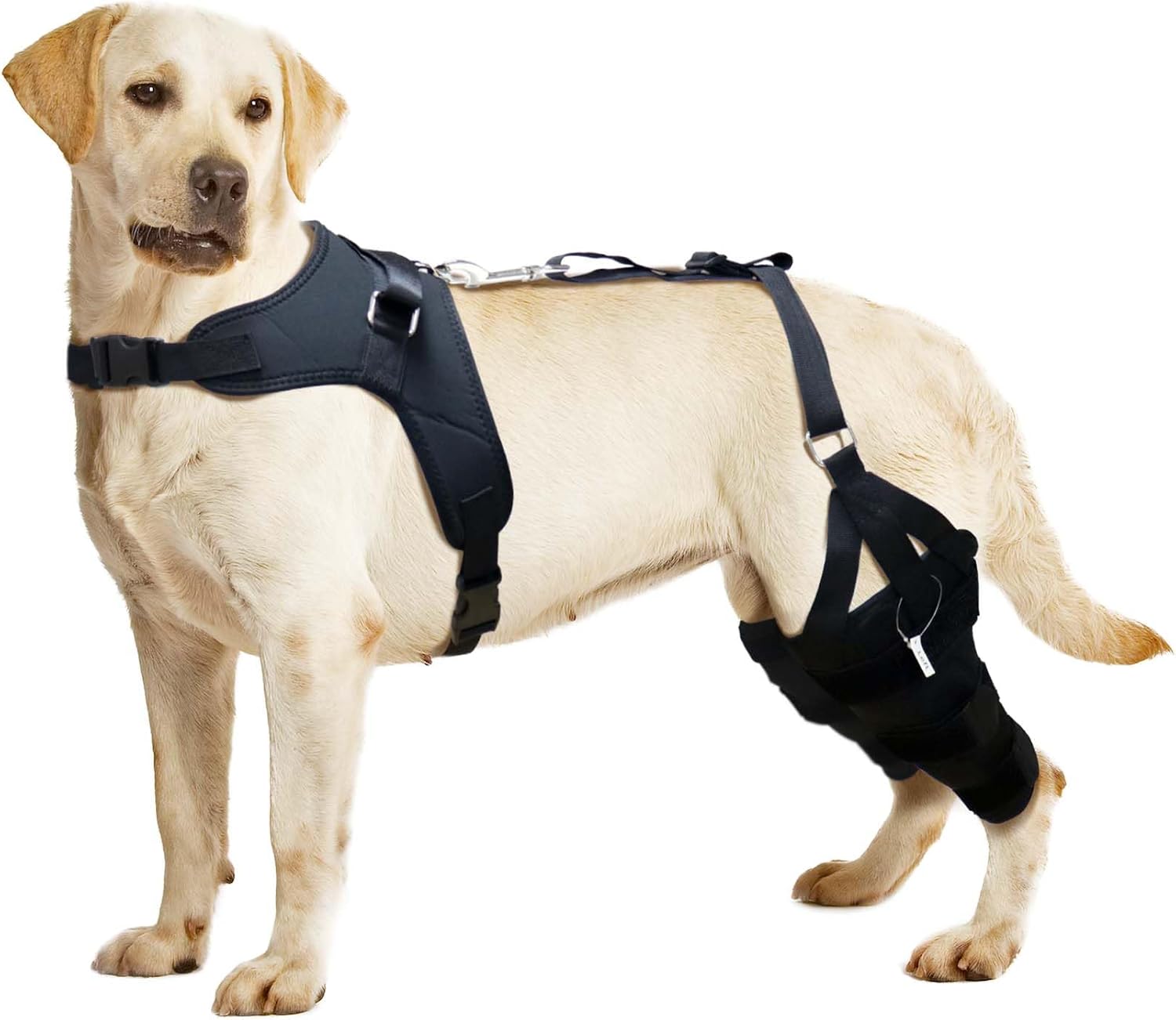 LISPOO Labrador Dog Knee Brace for Torn Acl Leg, Luxating
