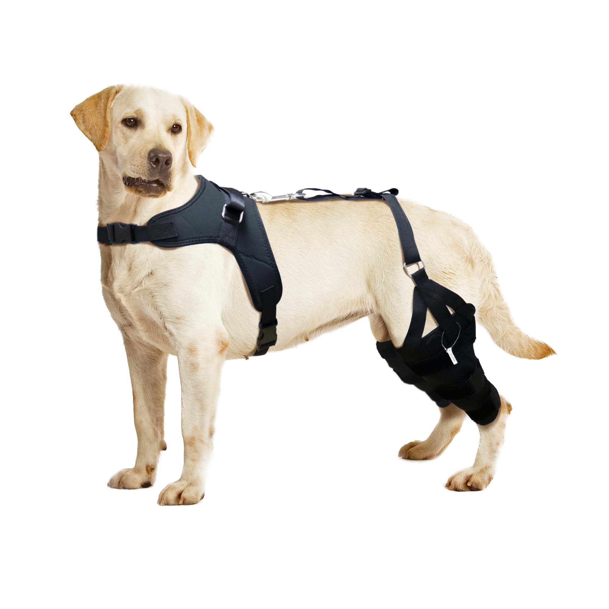 Tutore per ginocchio per cani Labrador per gamba lacerata, rotula lussante, tutore per ginocchio con stecca in metallo incernierato, supporto per ginocchio per CCL, migliore recupero con tutore