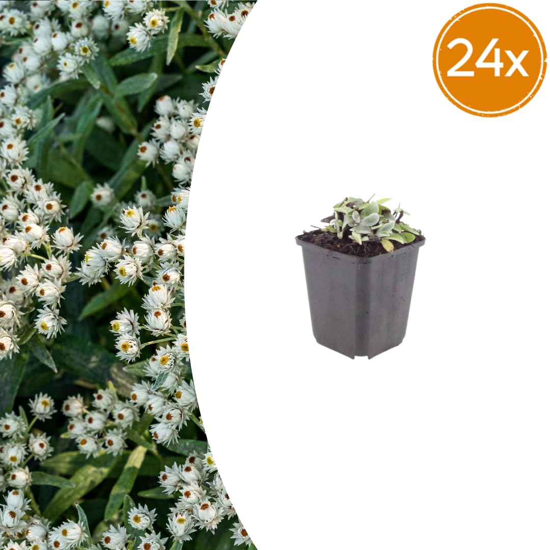 Anaphalis Triplinervis con Foglie Argento, per Giardino, Bianco, Set da 24