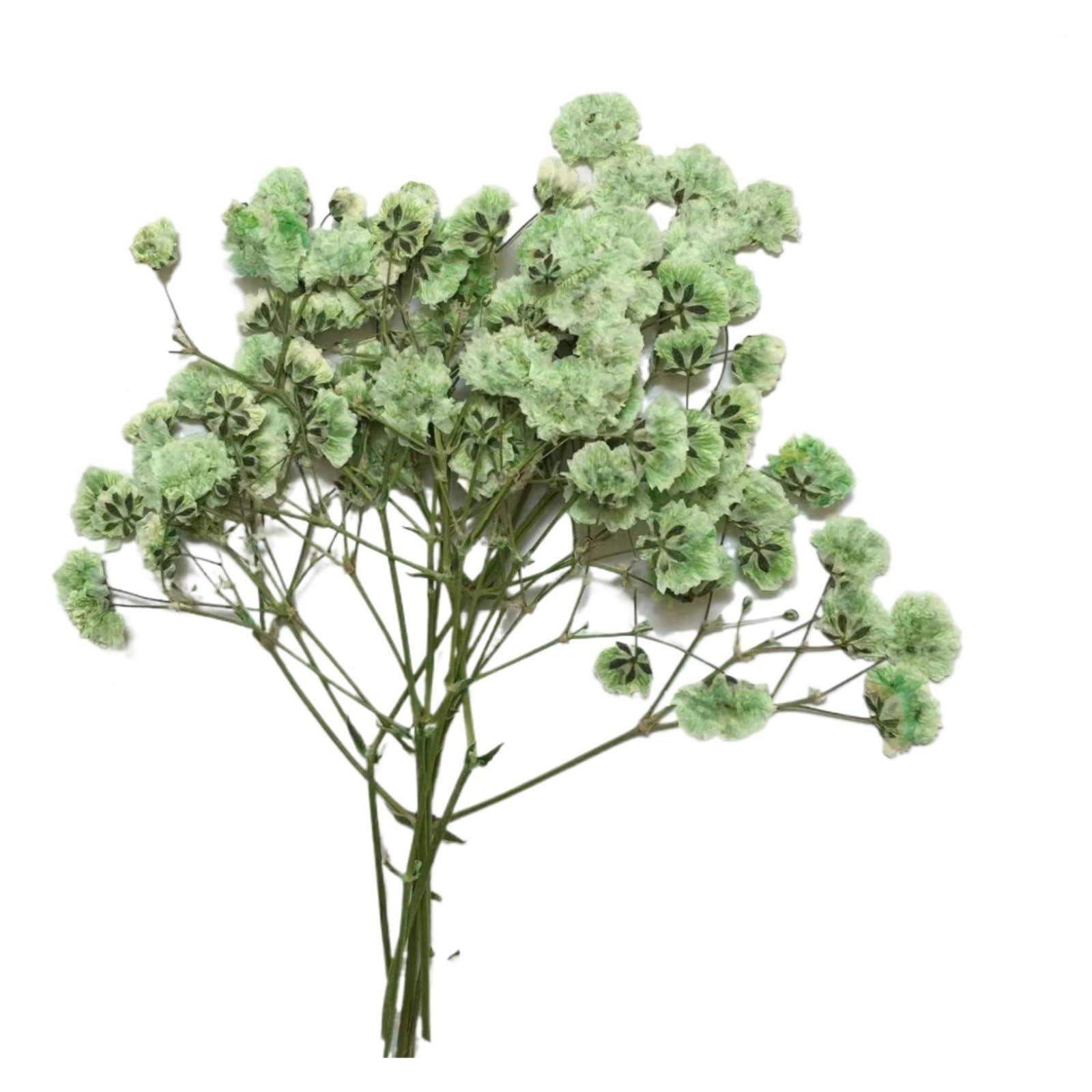 WJIAYAO dried gypsophila flowers 120Pcs Gypsophila Dyed Dried Flowers Pressed DIY Plant Specimens Handmade Bookmarks Flower Material Kit(120Pcs 7)
