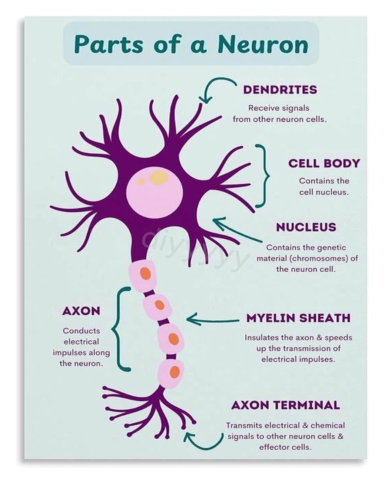 ZDVHOMCB The Neuron And Synapse Poster Nervous System Anatomy Science Classroom Wall-Art Unframed,08x12inch(20x30cm)