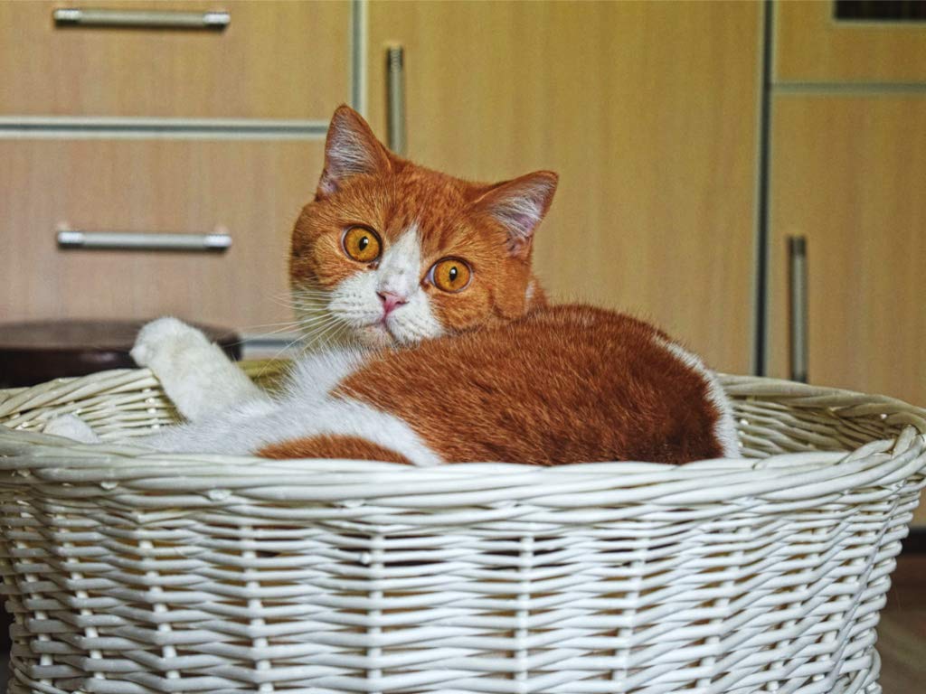 Katzenkorb zum Schlafen – Katzenhütte Indoor – Größe: 50 cm rund – Katzenhöhle aus Weide – Zweistöckiges Katzen oder Hundebett in Weiß – Kissen Ecru