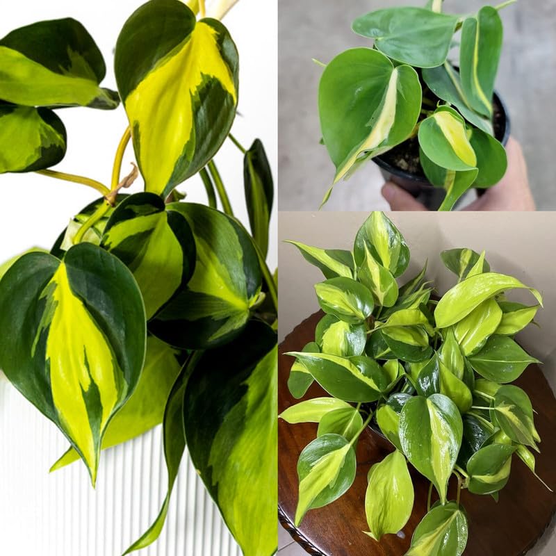 Philodendron Oxycardium Brasil | Variegated Vine Live Plant – Sty...