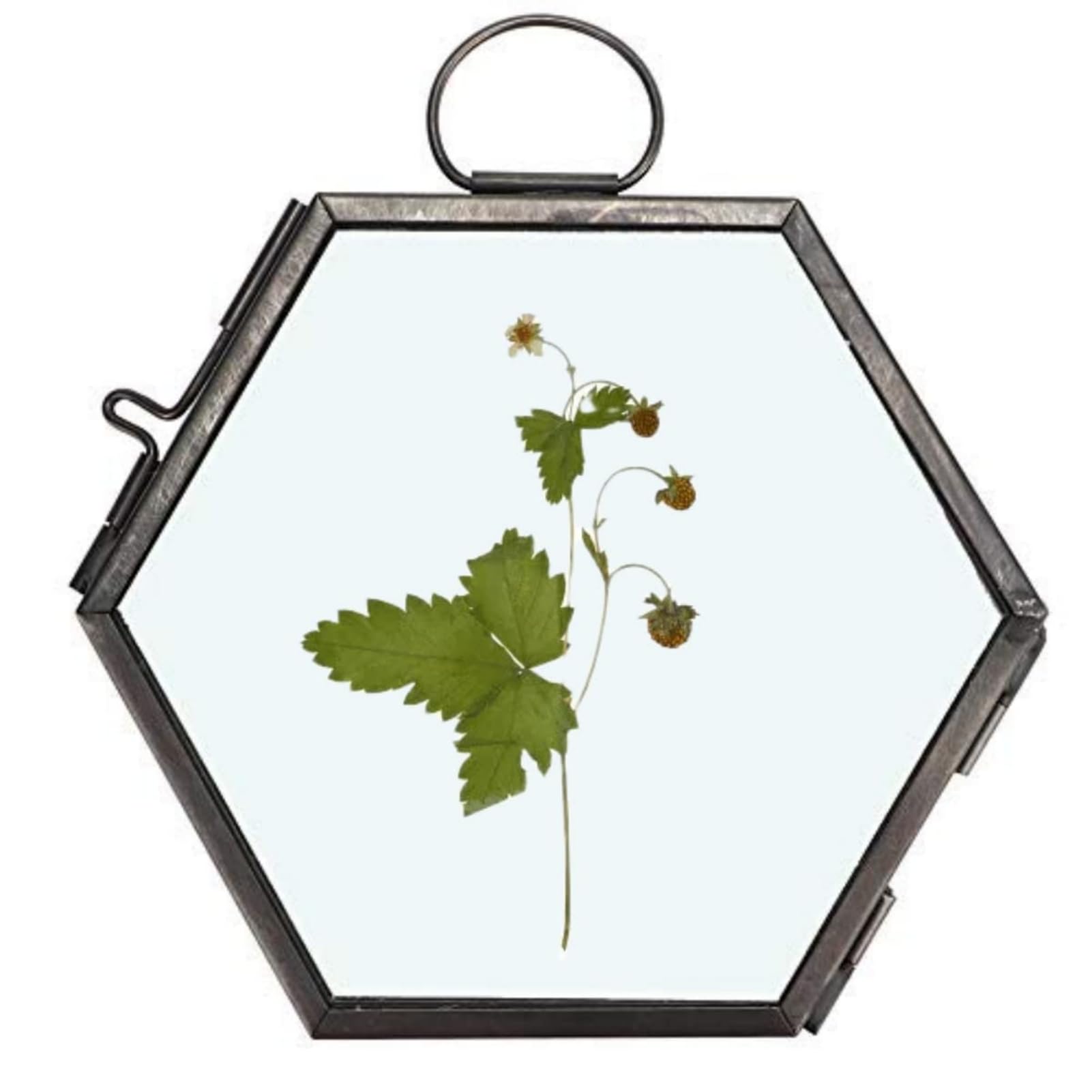 Geometric Hexagonal Glass Display Frame - Hanging Copper & Glass Specimen Holder For Dried Flowers - View #5