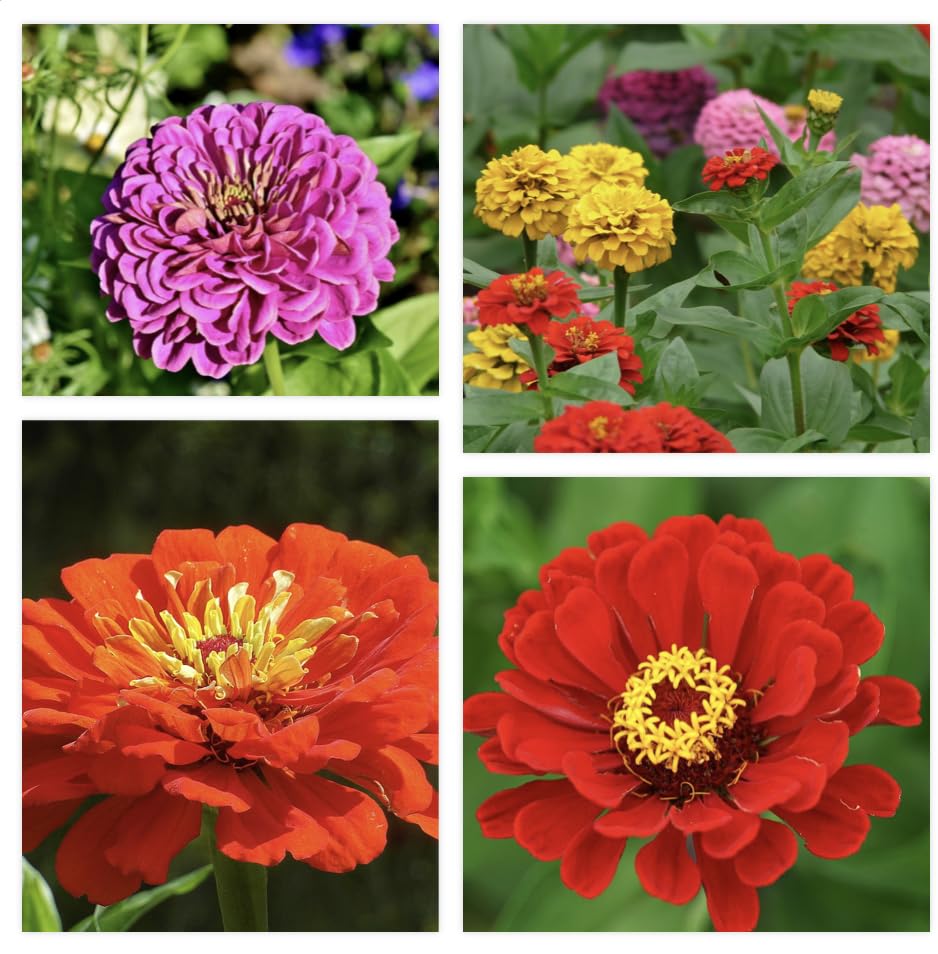 Zinnia Flower Choice Mixed 2 Gram 200 Seeds Assorted Colors Dahlia Easy Grow