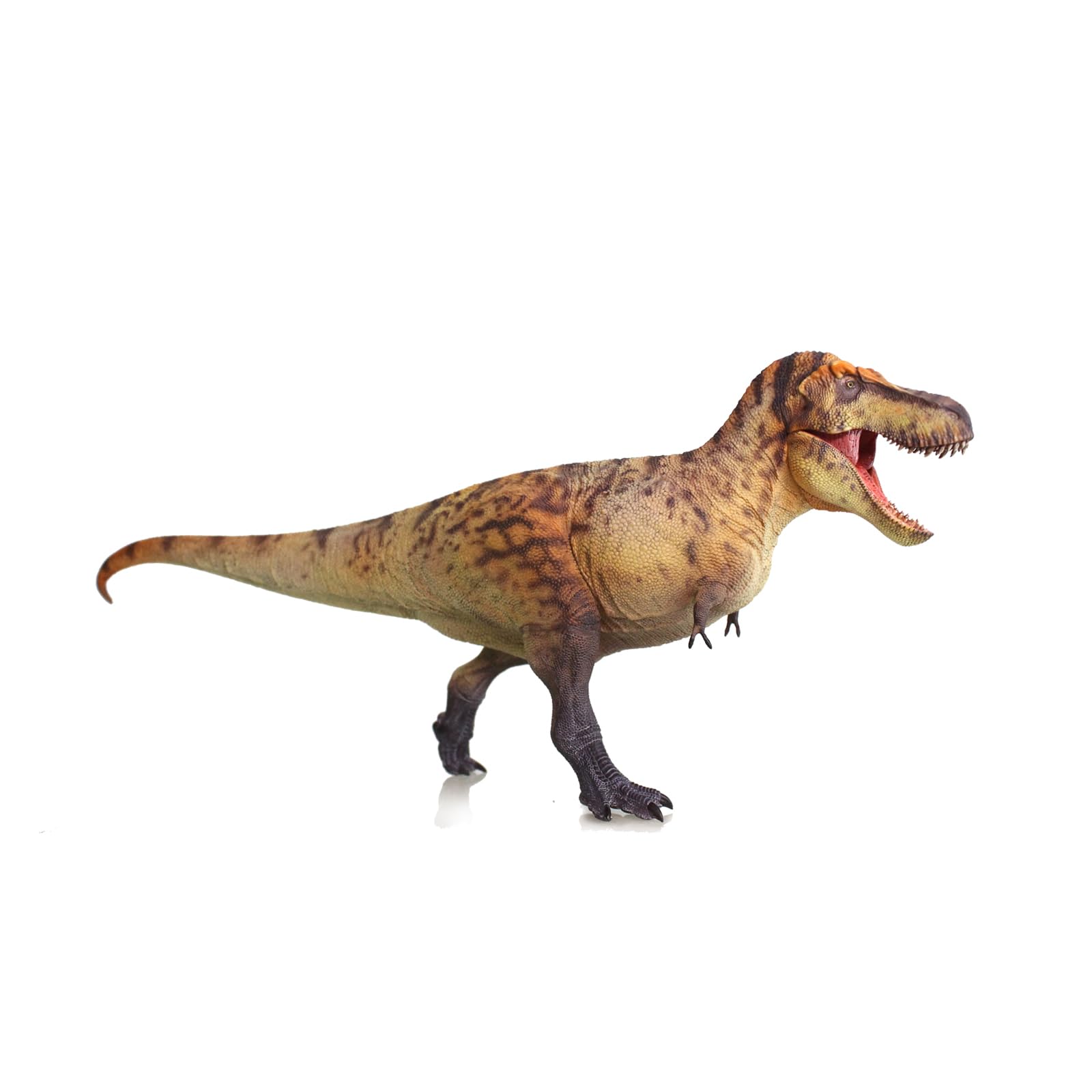 Amazon.com: HAOLONGGOOD New Tyrannosaurus REX 1：35 Science and