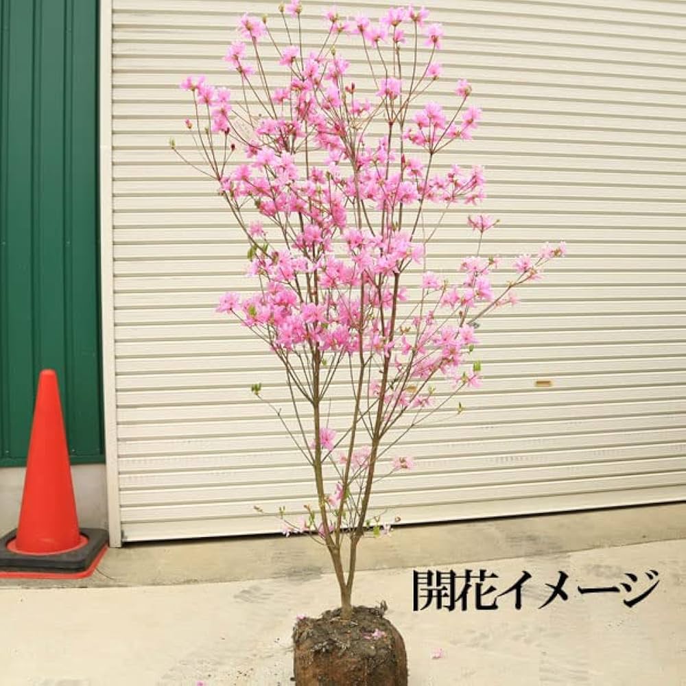 コバノミツバツツジ【品番3373】 Amazon.co.jp: 特撰庭木 植木 花木:コバノミツバツツジ(小葉の