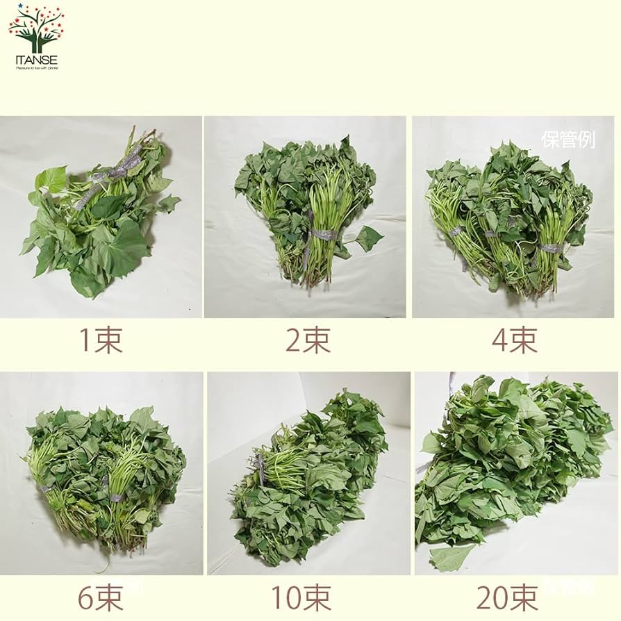 パープルスイートロード紫芋苗200本 紫芋「パープルスイートロード」とは | もみ殻ぼかしとは 材料