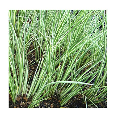 25 Acorus gramineus VAR Pond Plant marginal Early Bird Discount