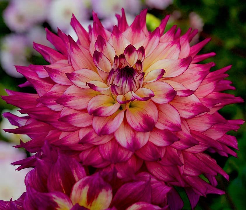 Dahlia Spoiled Rotten Dinnerplate Dahlia Root, Bulb, Rhizome, Plant