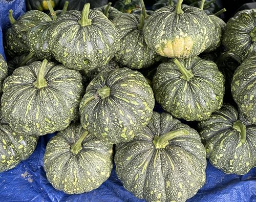 20 Bangla Sweet Spotted Dotted Pumpkin Seeds, High-Yield Variety,...