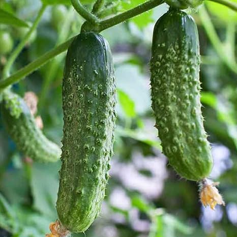 Amazon きゅうり苗 シャキットきゅうり 接木苗 野菜苗 9cmポット接ぎ木苗 4個セット きゅうり 本来の食味が味わえる みずみずしさを持った短形四葉の決定版のキュウリ苗 果実は21 22cmと 従来の四葉系キュウリを短く改良して果形のまとまりをよくしたので 秀品率