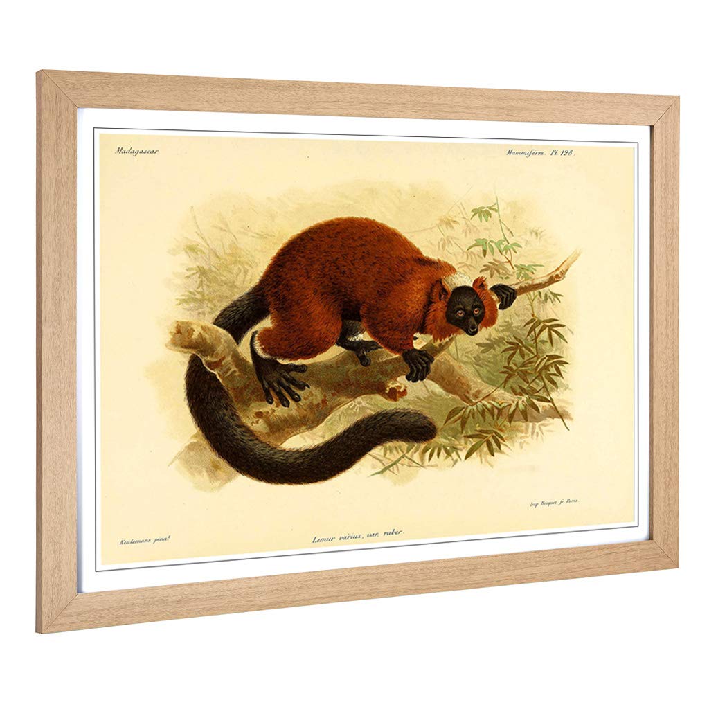 Big Box Art Framed Print of Vintage J.G. Keulemans Red-Ruffed Lemur 1 Design | Wall Art Picture | Home Decor for Kitchen, Living Room, Bedroom, Hallway, Oak, A2 / 24.5x18 Inch / 62x45cm