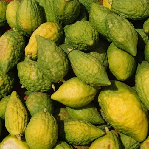 Etrog Citron Tree Live Starter Plant, 2 Inc Tall Citrus Fruit Plant Starter Plug For Planting #TOP1